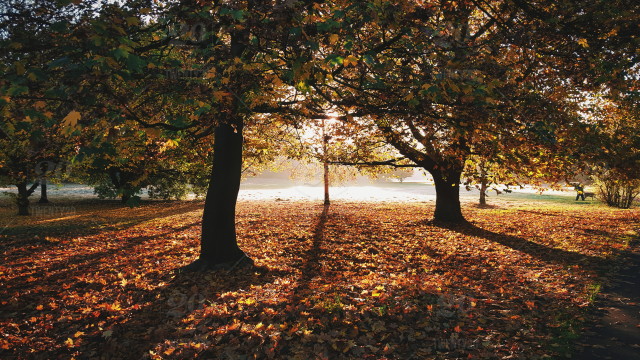 long shadows autumn trees
